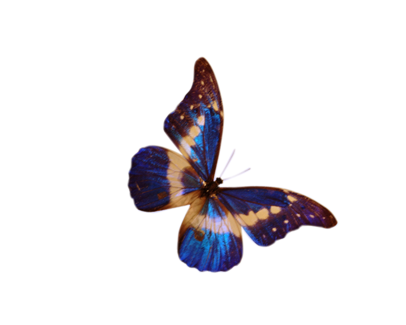 butterfly clipart photoshop - photo #11